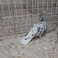 سلام|پرنده|خرمشهر, |دیوار