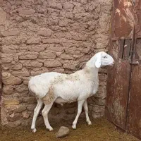 بره قوچی درجه یک سفید