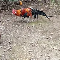 مرغ و خروس فونیکس