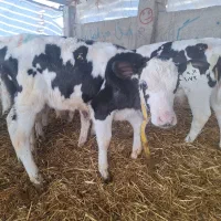 گوساله نر شیرخوار