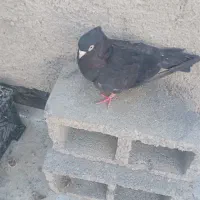 سیاه ابادانی