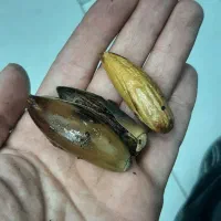 بلوط|خوردنی و آشامیدنی|تهران, زنجان جنوبی|دیوار