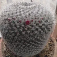 کاکتوس|گل و گیاه طبیعی|گرمی, |دیوار