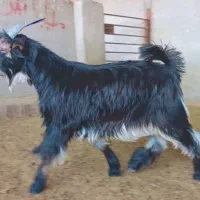 کهره خلج ترکی عتیقه استخوان دار