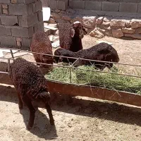 بره سبک افشاری