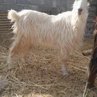 بز چاق و عالی|حیوانات مزرعه|مرودشت, مجد آباد|دیوار