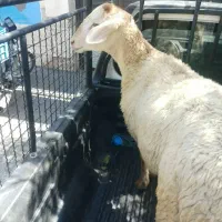 برای تمام مراسمات