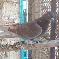 با سلام نرسرخ پرپا پرشی|پرنده|قنوات, |دیوار