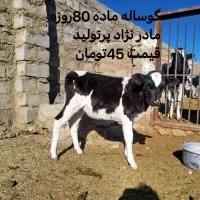 فروش گوساله و گاو هلشتاین|حیوانات مزرعه|بیرجند, |دیوار