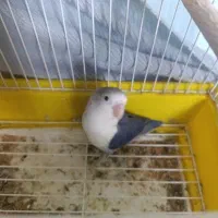 پرنده|پرنده|گلبهار, شهر جدید گلبهار|دیوار