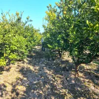 فروش-باغ-و-باغچه