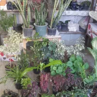 گل وتقویتی|گل و گیاه طبیعی|ملایر, |دیوار