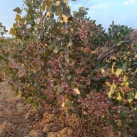 فروش باغ کشاورزی پسته احمدآقای  با سهمیه آب چاه|فروش دفتر صنعتی، کشاورزی، تجاری|نیریز, |دیوار