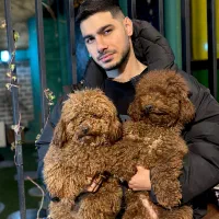 پودل عروسکی (ارش اسدی)اسدی پت