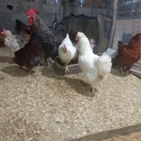 فروش مرغ تخم گذارواردک اسراییلی۳ماهه|حیوانات مزرعه|لیسار, |دیوار