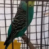 یک جفت مرغ عشق مولد تضمینی|پرنده|پردیس, فاز ۱۱|دیوار