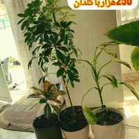 گل خانگی ارزان|گل و گیاه طبیعی|بروجرد, |دیوار
