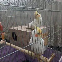 عروس
