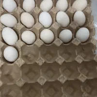تخم مرغ گلین نطفه دار