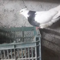 کبوتر طوقی|پرنده|کرمانشاه, |دیوار