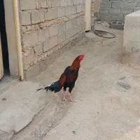 خروس افغانی|پرنده|سراوان, |دیوار