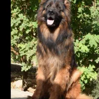 ژرمن شولاین مو بلد 3ماهه|سگ|نیشابور, هفده شهریور|دیوار