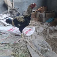 خروس لاری