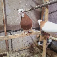 طوقی بدون کاکول نرو ماده|پرنده|ابهر, |دیوار