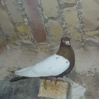 کبوتر سینه سرخ