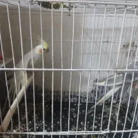 2 عدد عروس هلندی جفت