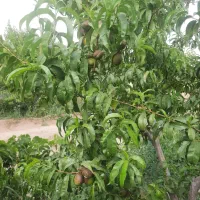 باغچه-زمین-معاوضه-با-خودرو