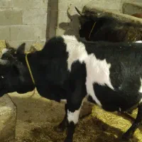 یک راس ورزا کوله اس تمیز