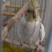 گمشده