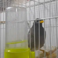 باسلام مرغ مینا سخنگو