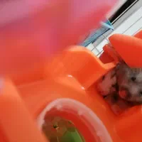 همستر|موش و خرگوش|پردیس, فاز ۵|دیوار