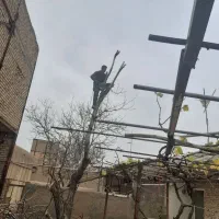 خرید برش درخت و چوب