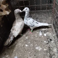کبوتر