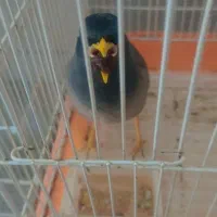 جوجه عروس هلندی و مرغ مینا|پرنده|دوگنبدان, |دیوار