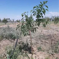 باغ زمین ۵۱۱متری نزدیک بافت روستای امتیاز آب برق|فروش زمین و ملک کلنگی|مشهد, عبادی|دیوار