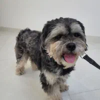 سگ پاکوتاه پشمی|سگ|بندرعباس, |دیوار