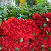 گل رز قرمز هلندی و ایرانی اقتصادی تعداد|گل و گیاه طبیعی|ری, کارخانه سیمان|دیوار