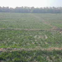 فر وش کود شیمیایی