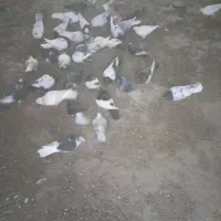 کفتر آلمانی کله سینه