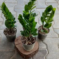 گل آپارتمان زیبای باکیفیت|گل و گیاه طبیعی|اردبیل, |دیوار