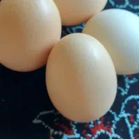 تخم مرغ