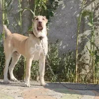 شاه توله5ماه خراسانی استسنایی