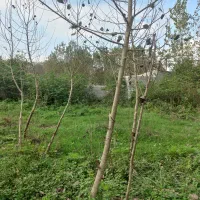 زمین-468متری-با-بر-33متری-رشت-منگوده