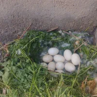 سرایداری