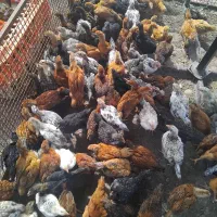 هزار عدد جوجه گلپایگانی
