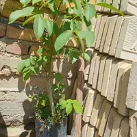گردو پایه کوتاه و تیپ نابغه بارده از سال اول کاشت